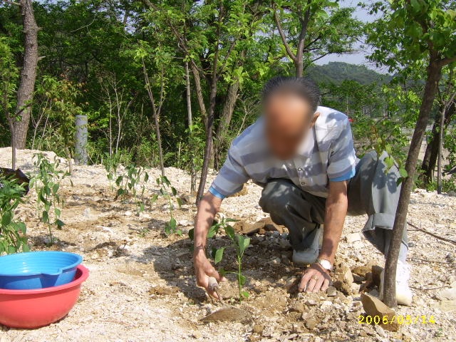 고추모종심는날_003 (2).jpg